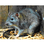 DQ Pest Control | Long Island | Nassau County | New York | Rats | Rodent | Removal