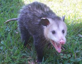 Possum Traps for Opossum Trapping. Buy the #1 Selling Possum Trap