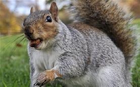 DQ Pest Control | Long Island | Nassau County | New York | Squirrel | Attic | Removal