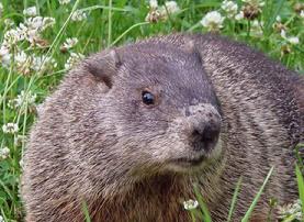 DQ Pest Control | Long Island | Nassau County | New York | Groundhog | Removal