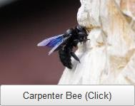 DQ Pest Control | Carpenter Bee | Removal | Nest | Hive