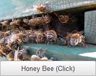 DQ Pest Control | Honey Bee | Removal | Nest | Hive