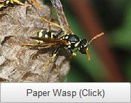 DQ Pest Control | Paper Wasp | Removal | Nest | Hive
