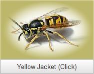 DQ Pest Control | Yellow Jacket | Removal | Nest | Hive